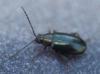 Phyllotreta nigripes